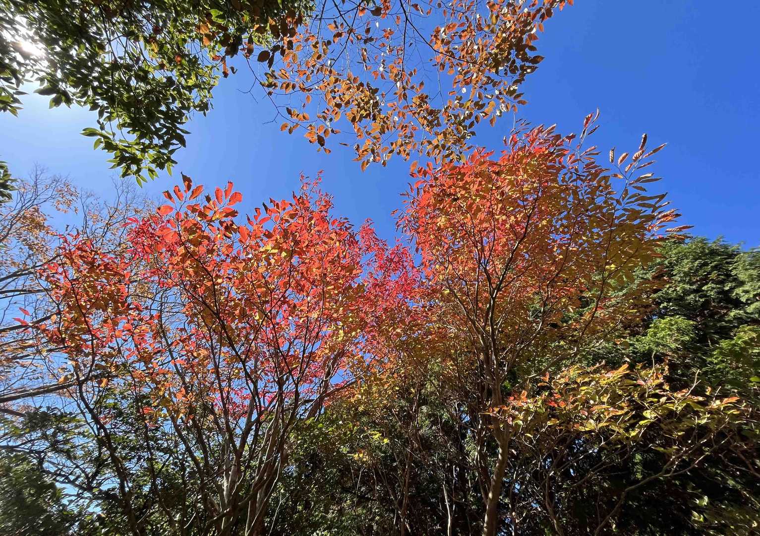 ほんのり紅葉