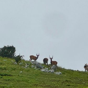 鹿🦌立派な角🫎