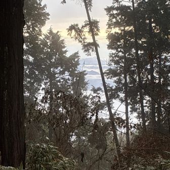 杉で見えにくいが、雲海