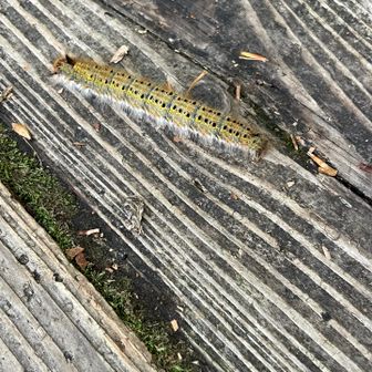 毛虫🐛踏まなくて良かった〜😮‍💨