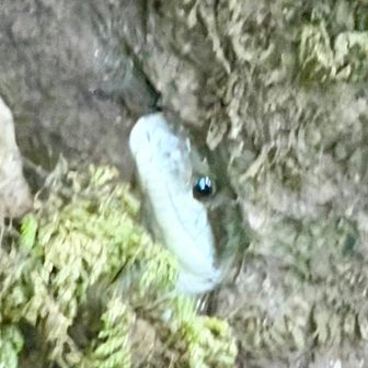 意外と可愛いお顔🐍