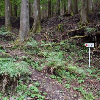 ここから樹林帯