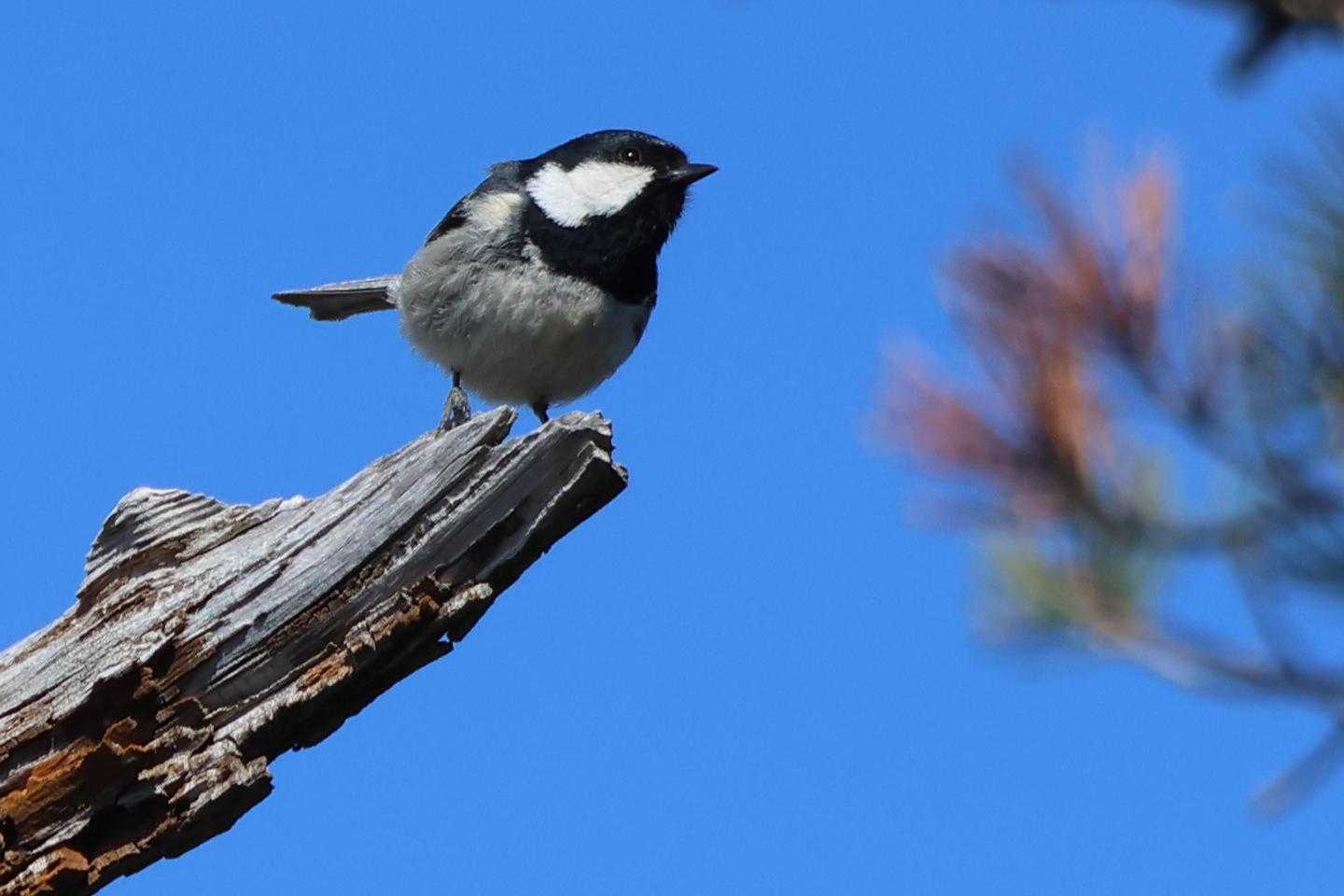 ヒガラが飛んできた