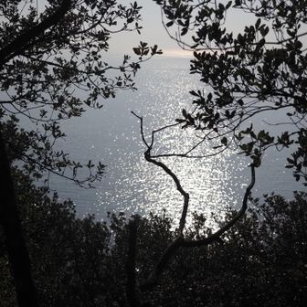 樹々の合間から見える景色