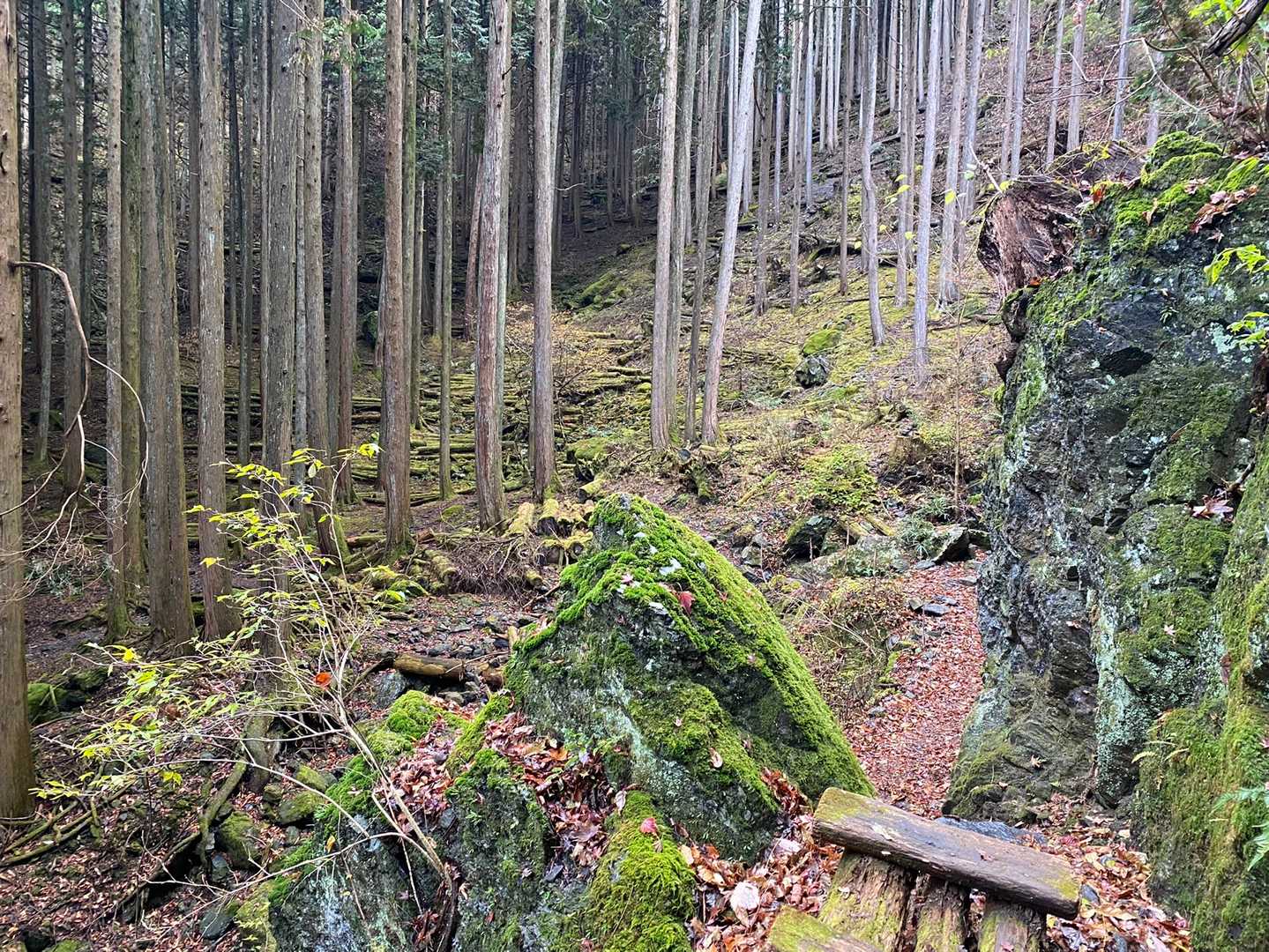 苔も美しい