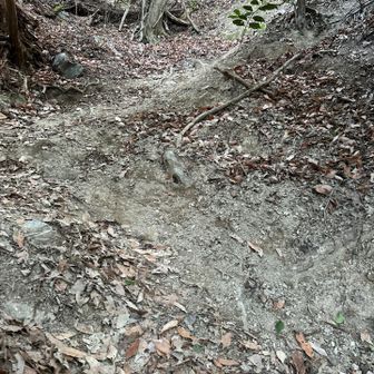 写真では分かりにくいですが急登です