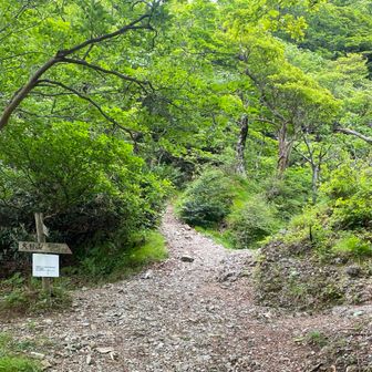 大日山への分岐
アカンタレなんでスルーします

真っ直ぐ進んで稲村ヶ岳の山頂近くに’宝剣,(鉄剣)があるという 気になるので寄道します