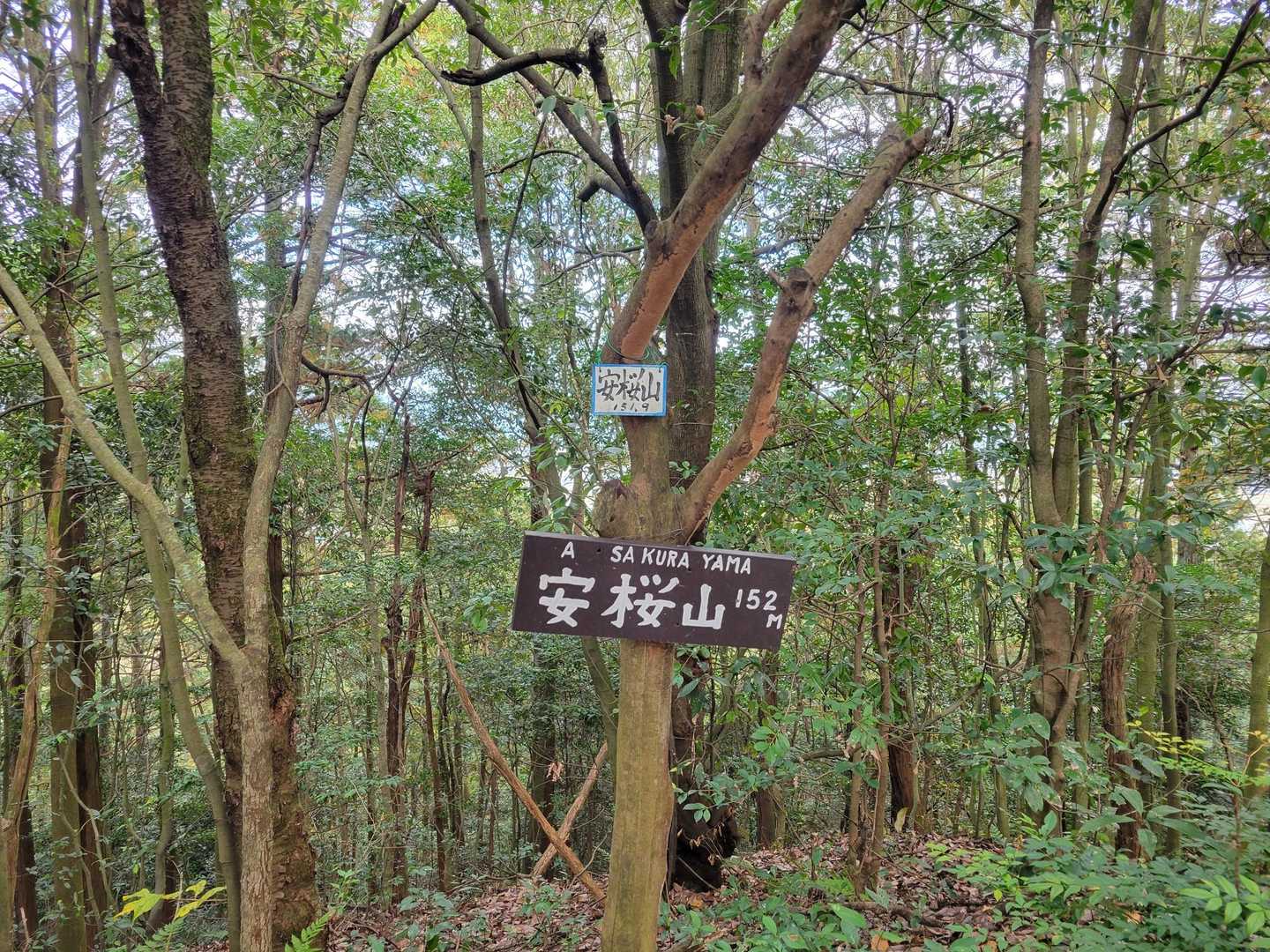 安桜山