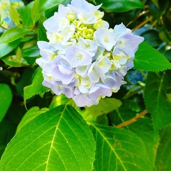 奥之院の紫陽花