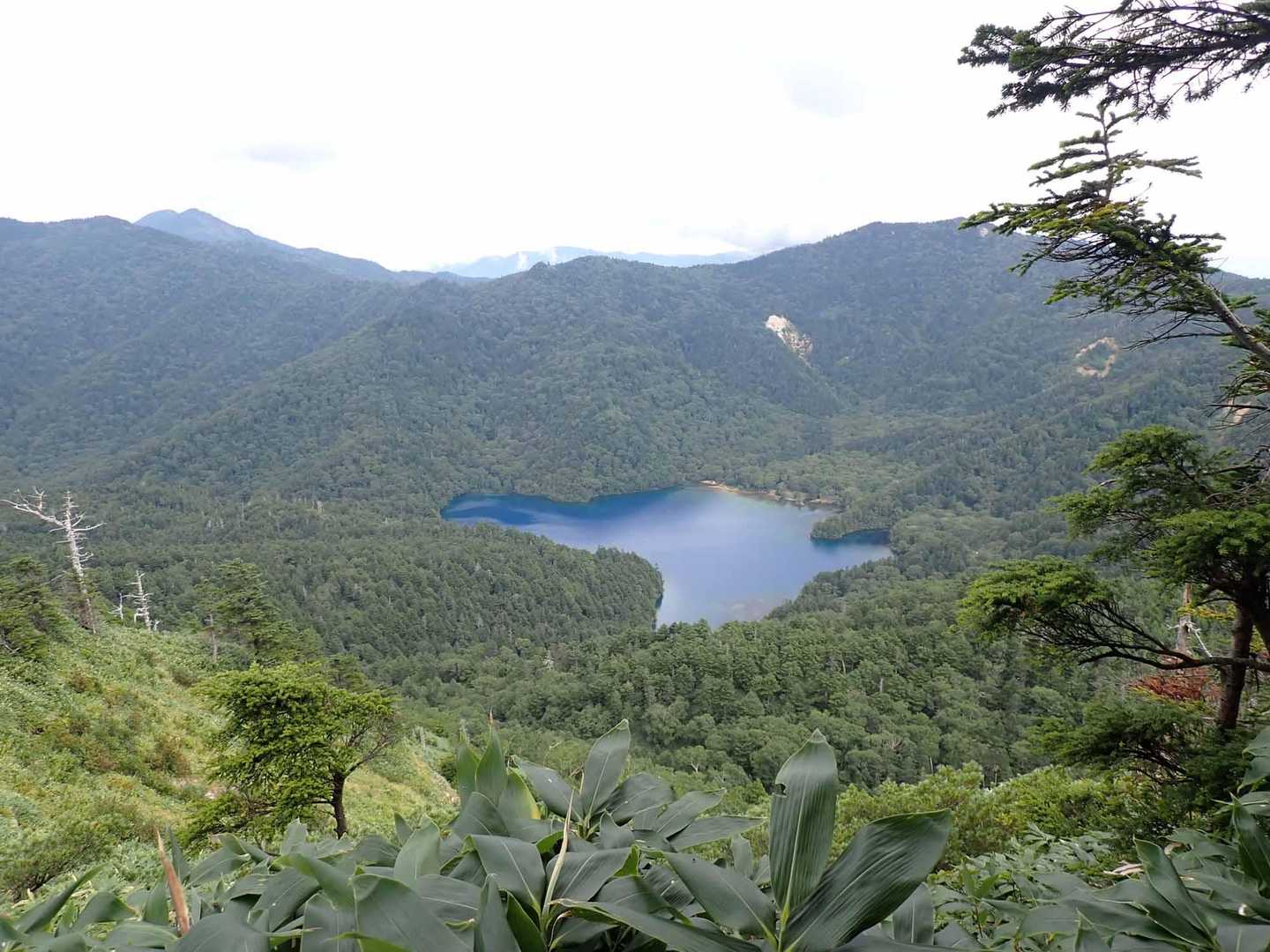 大沼池