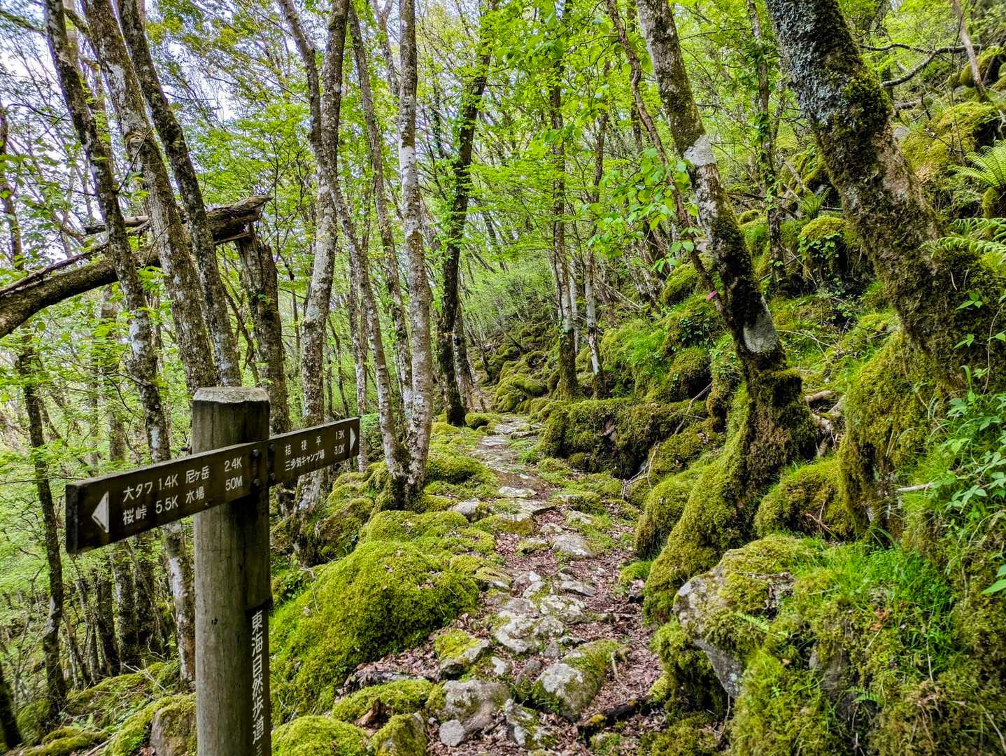 三多気バス停-大洞山登山口-大洞山-大洞山-四ノ峰 周回コースの写真