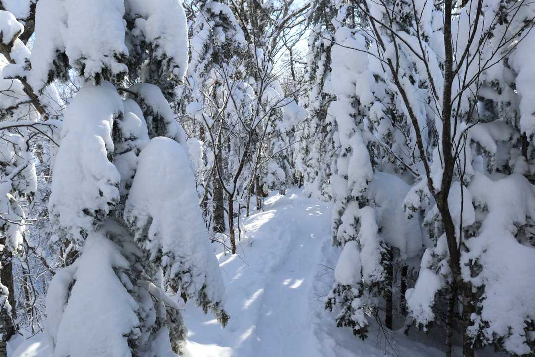 こんもりの雪を載せた木々を抜けると