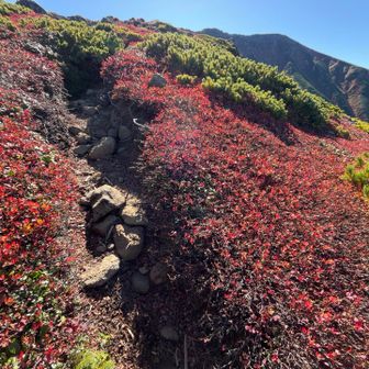 紅葉も一気にくすんできた