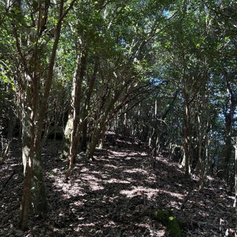 樹木の中は涼しい🌲