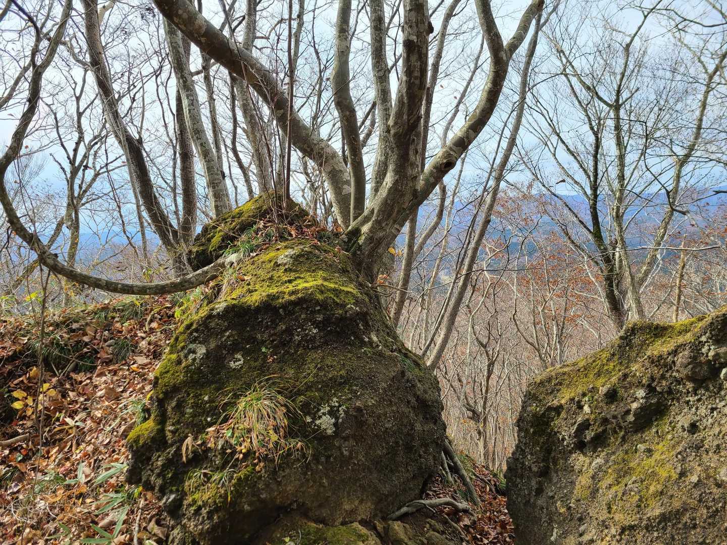 岩の間から　たくましい💪