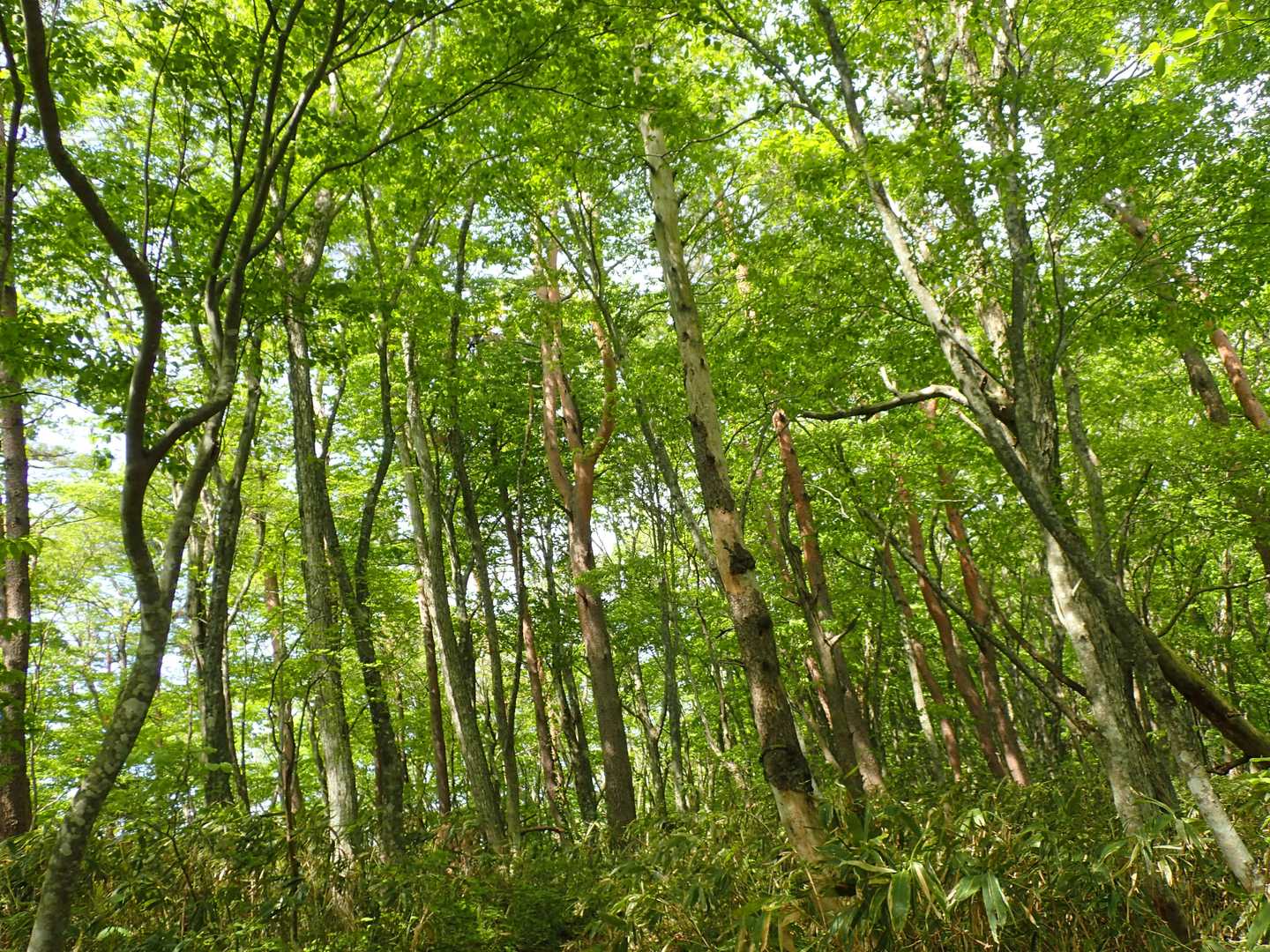 滝登山口-額取山-大将旗山 往復コースの写真