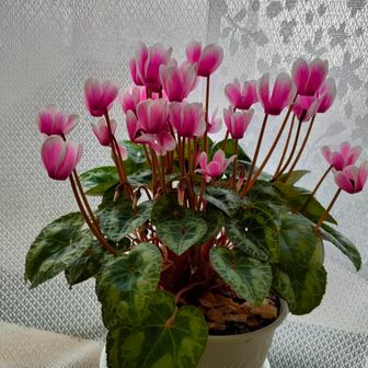 「ヒメ&ダン」🐠