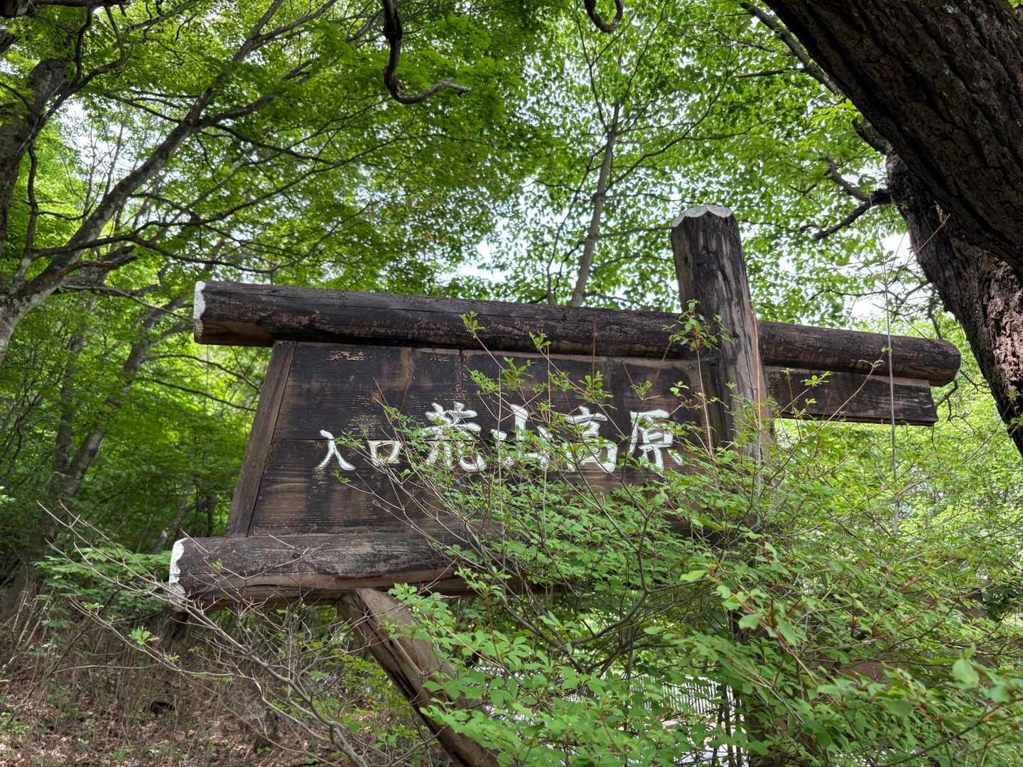 荒山・鍋割山周回 | 満開のツツジのトンネルを抜け、大パノラマの稜線歩きへの写真