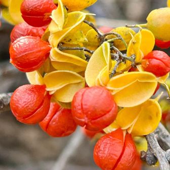 ツルウメモドキ（蔓梅擬)
           ニシキギ科ツルウメモドキ属