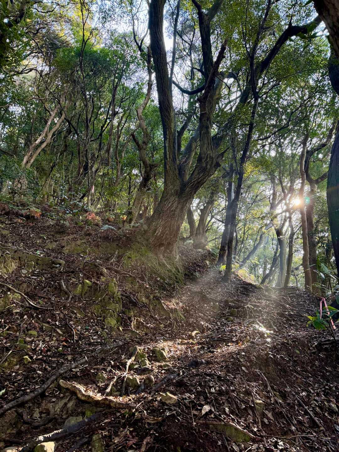 光さす登山道
