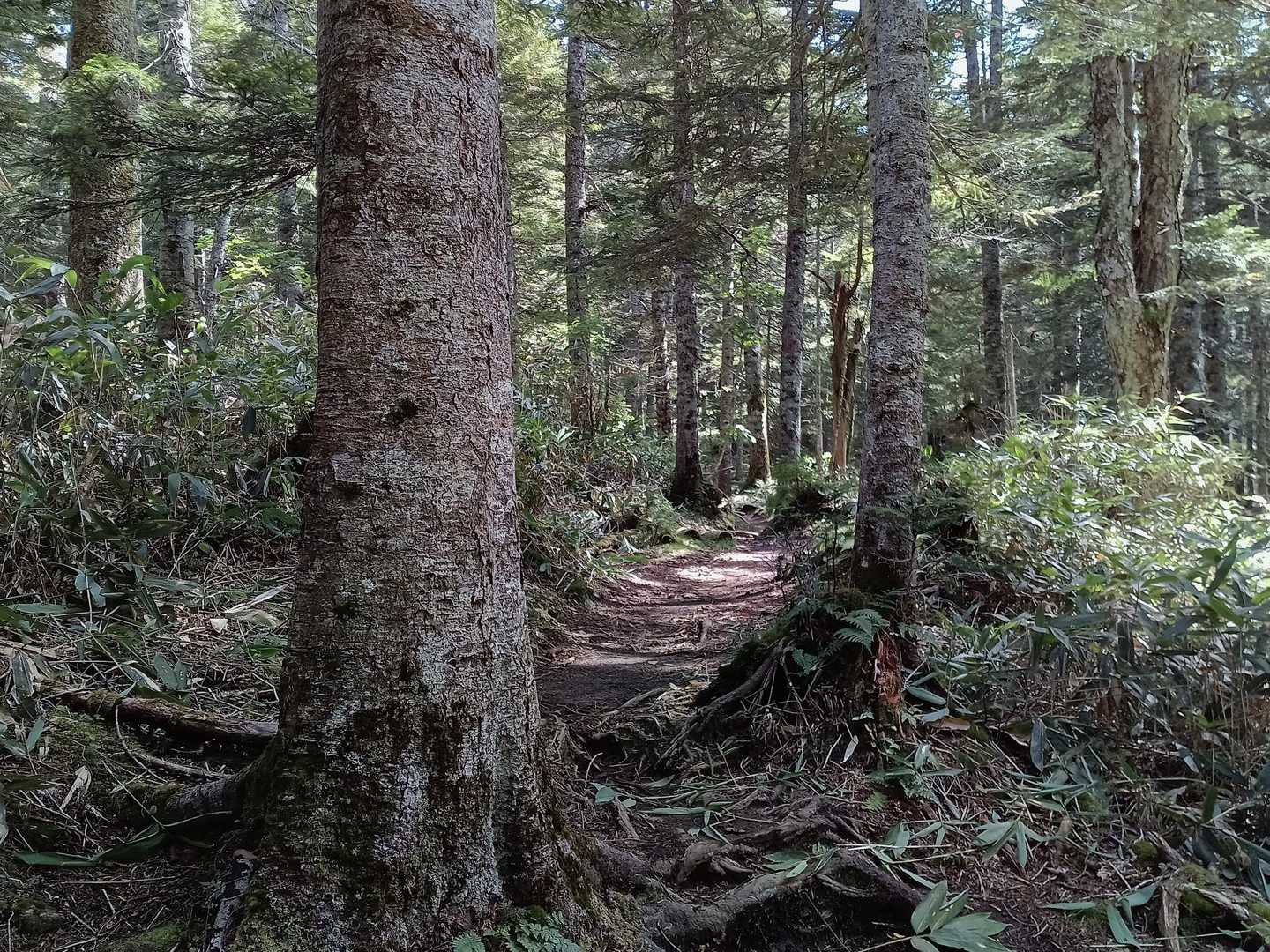 明るい樹林帯で気持ちいいのですが…長いですね😓