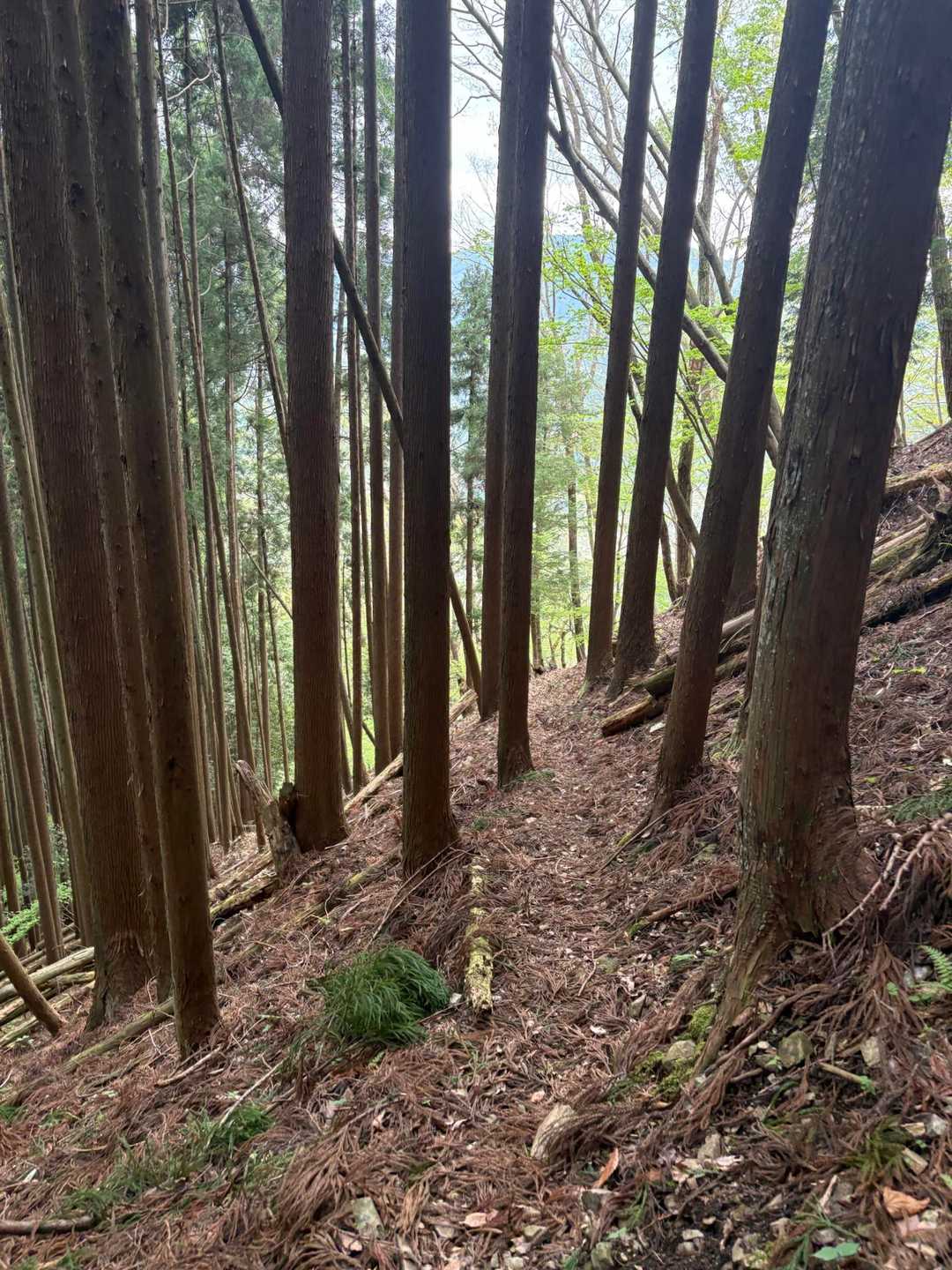 千磐神社-矢筈山登山口-矢筈山-美作河井駅-美作河井駅前バ 周回コースの写真
