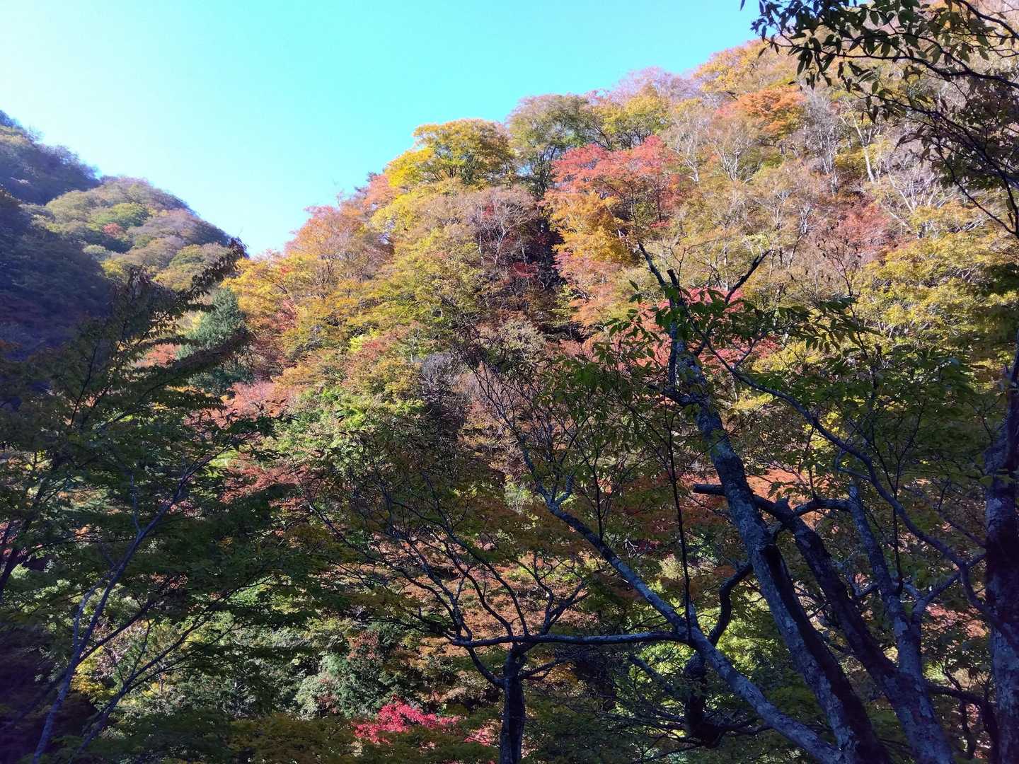 猿ヶ鼻-甲子峠-大白森山-甲子山 往復コースの写真