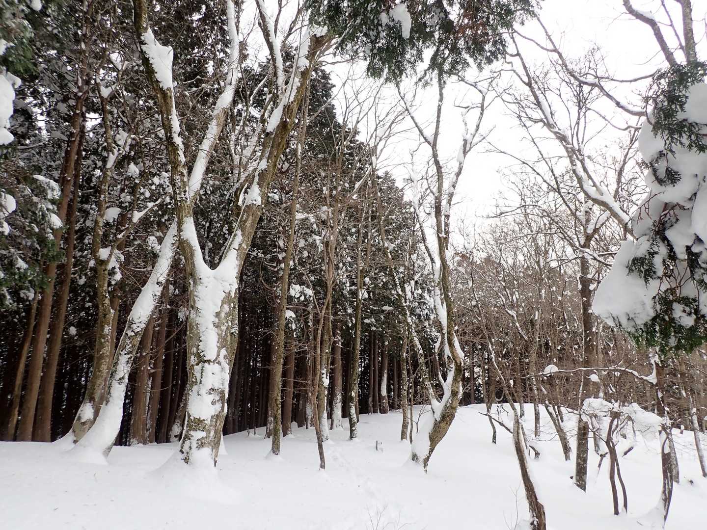 三室山へは行かない、
下山します