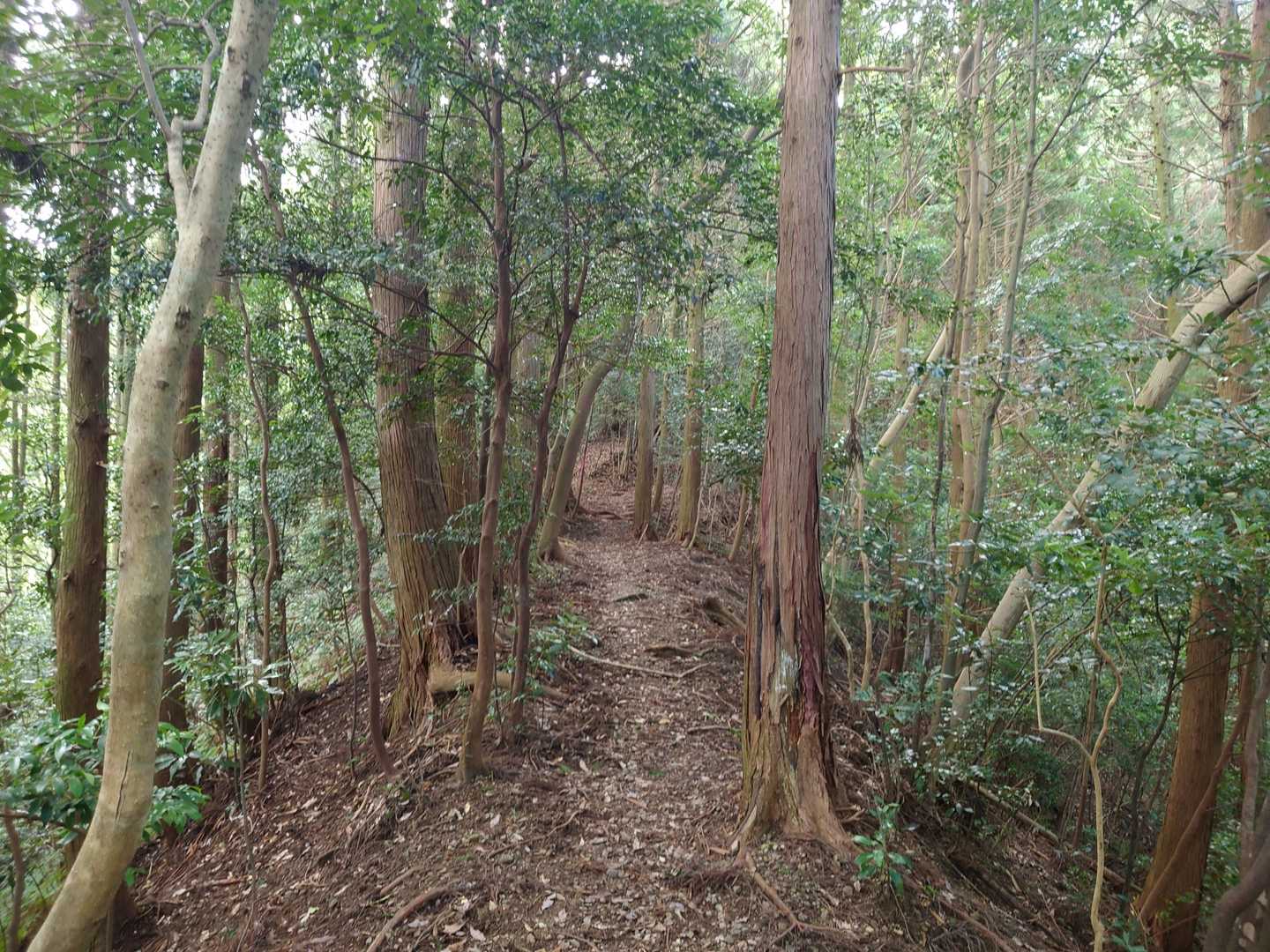 彦岳 往復コースの写真