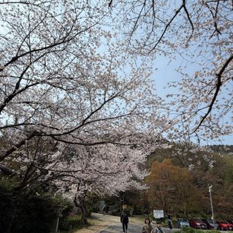 参道のソメイヨシノもほぼ満開
