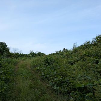 楽な道だ