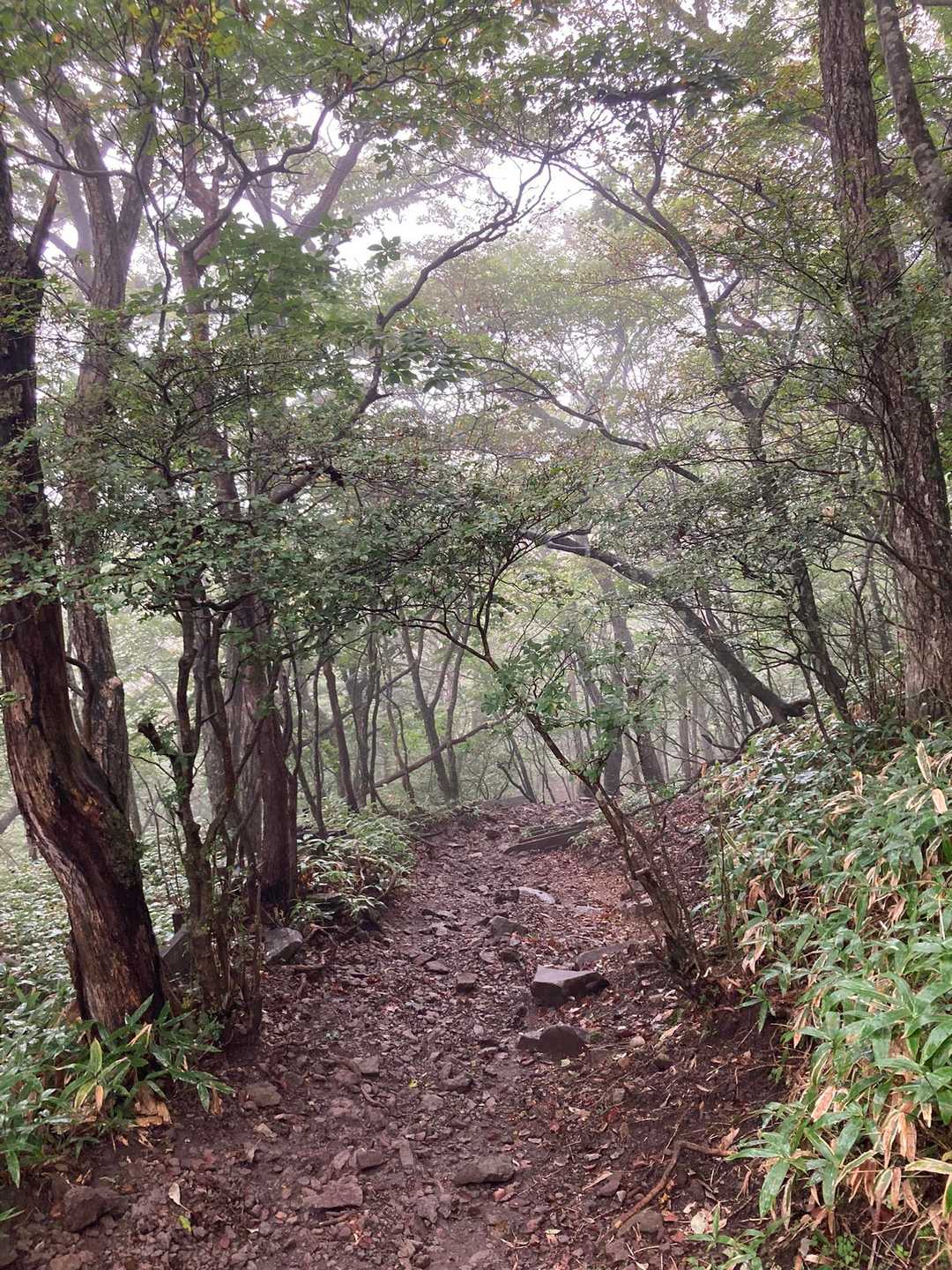 木々のトンネルだね🌲