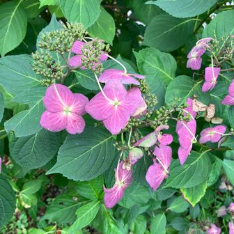 紫陽花も咲き残り