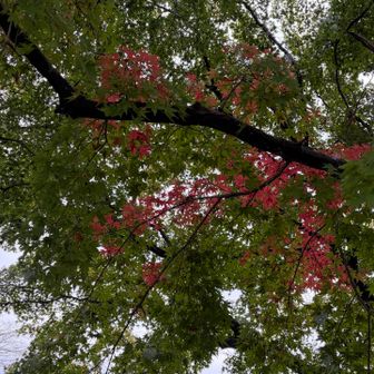 紅葉🍁
