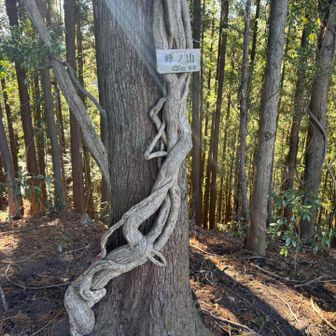 藤の木に山頂標識