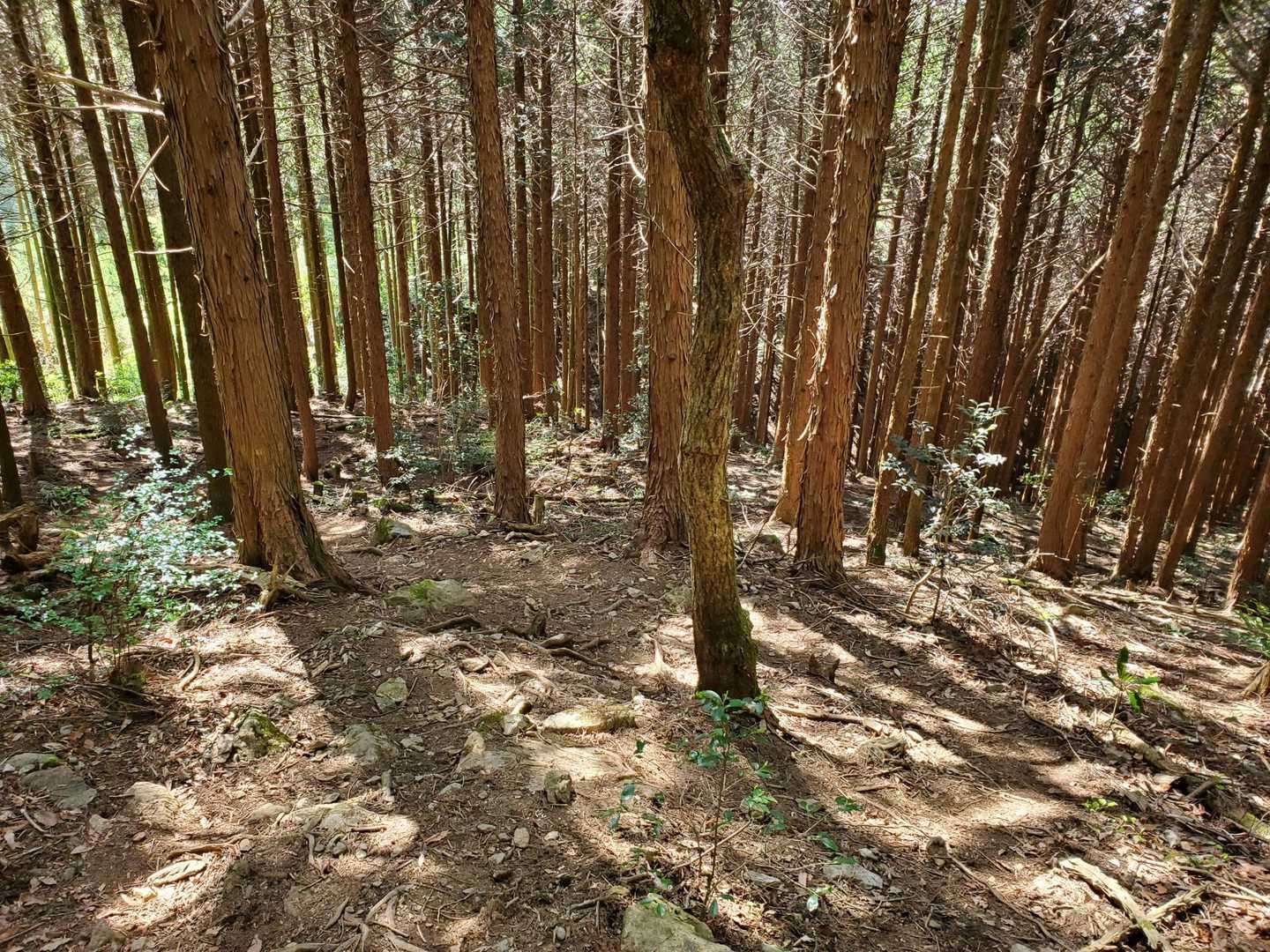 縦走路↔️雷山登山口間はこの様な道が続きます😃