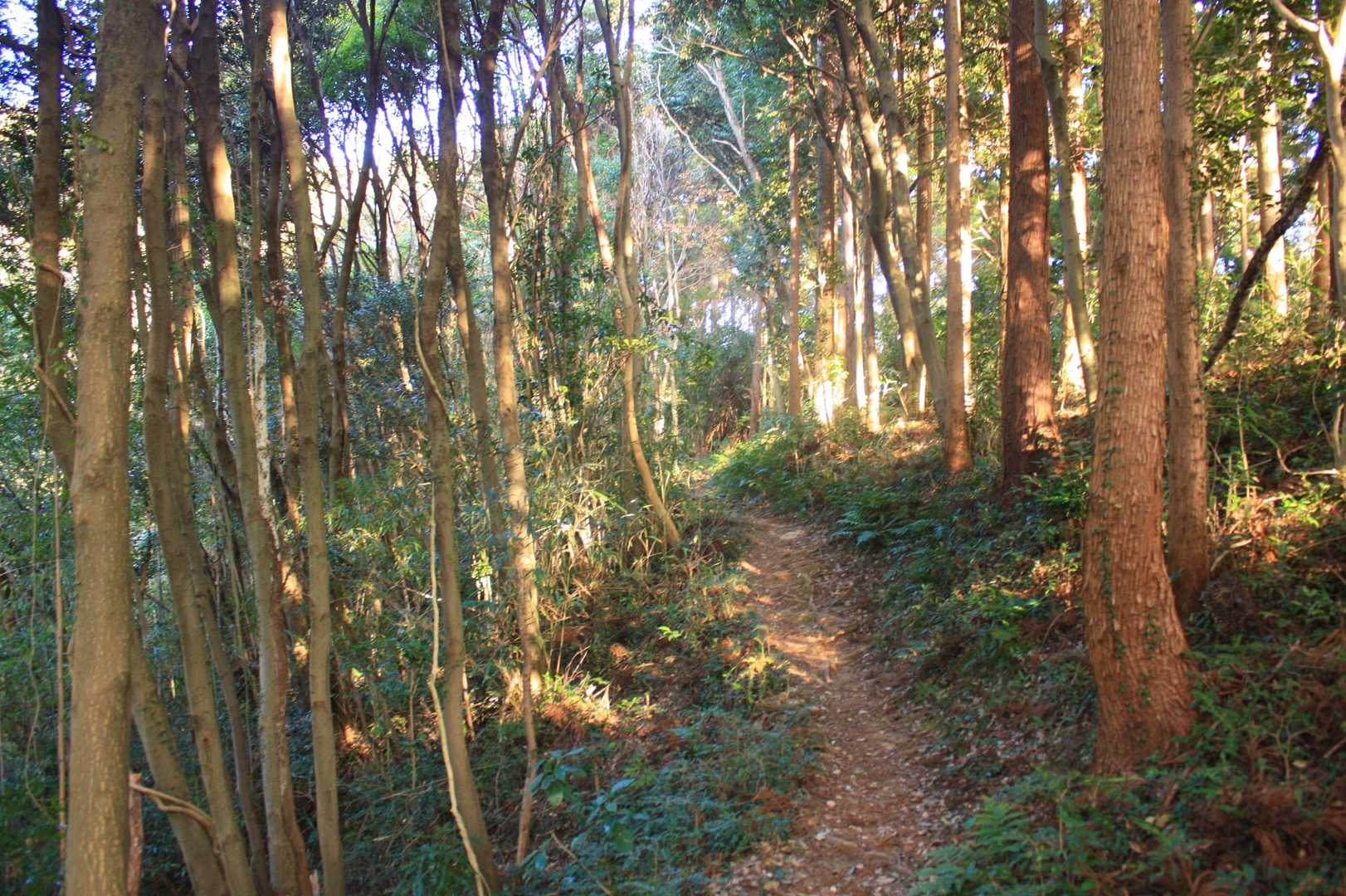 石尊山-金山岳-石尊山登山口 周回コースの写真