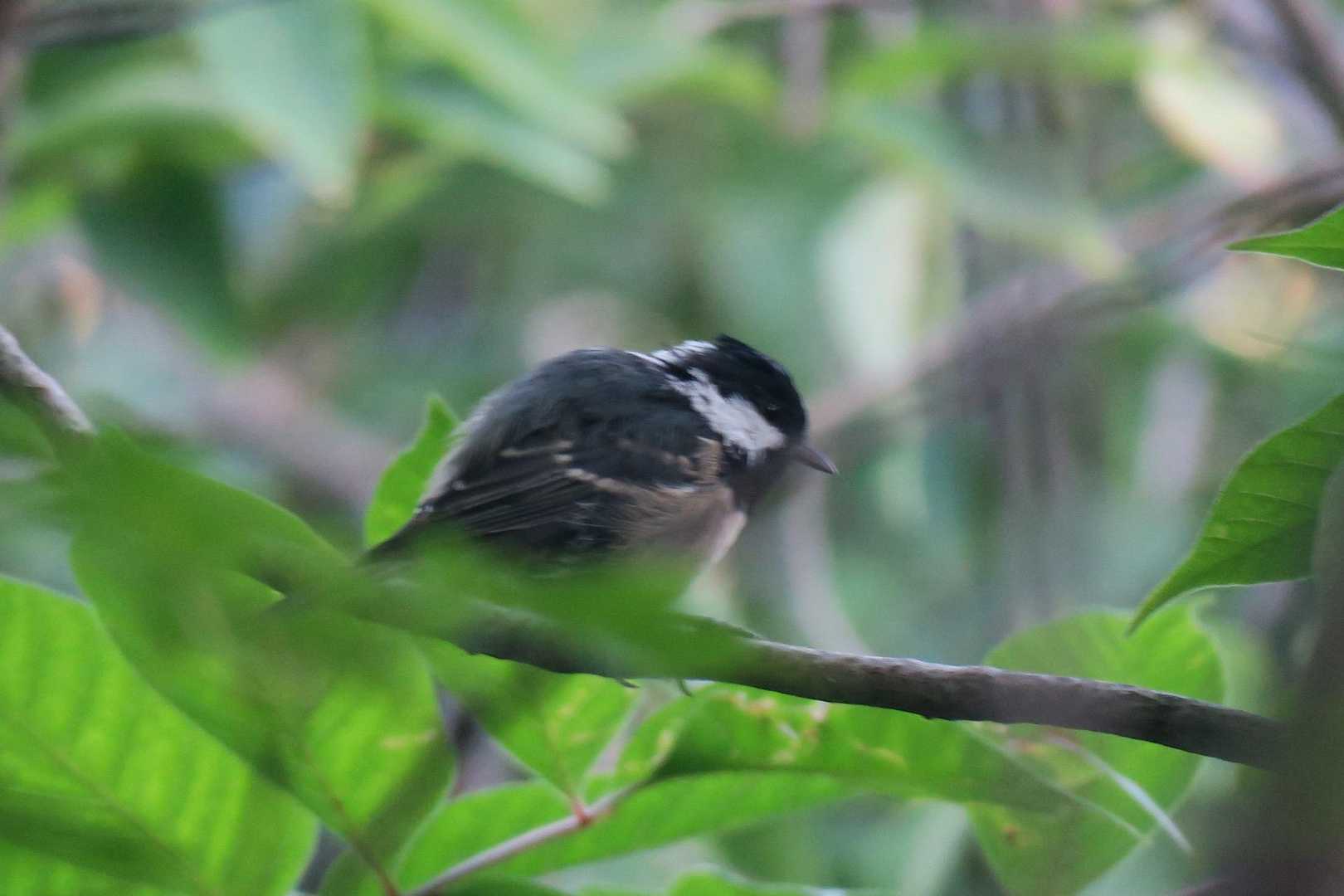 シジュウカラ　おはよう