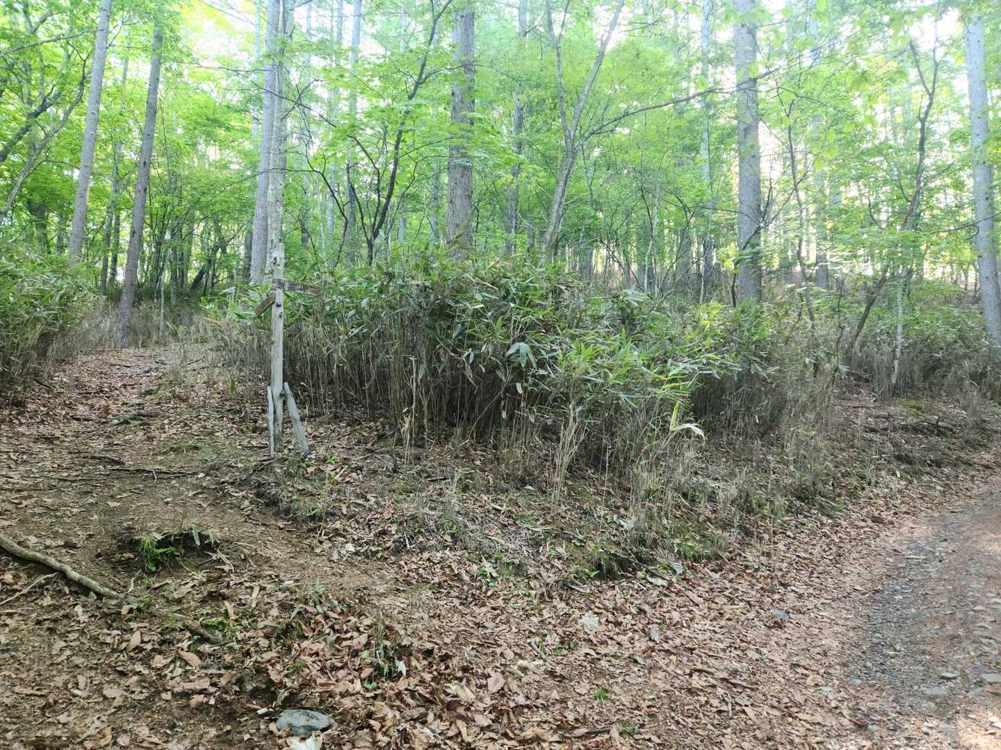 右に行くと将監小屋

今回は左に行くよ
