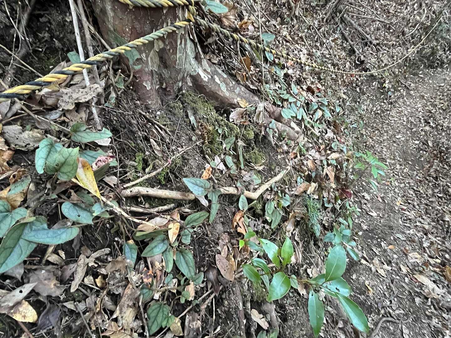 ちょっと葉っぱが少な目かな。
花は見頃でした🌼