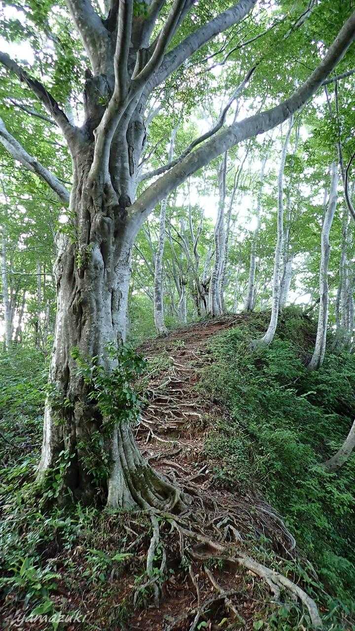 ブナの道