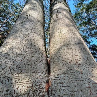 逆さにしたら綺麗な脚🦵🦆？これと言ってネタが無いので木🌲になる🌲をぶち込んでみた🙄
