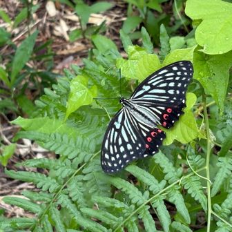 アカボシゴマダラ🦋きれいでビックリ🫢