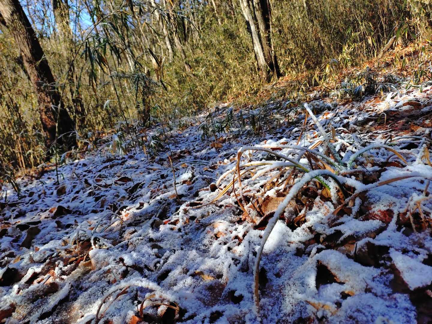 前日少し降雪があったみたいでウッスラと❄