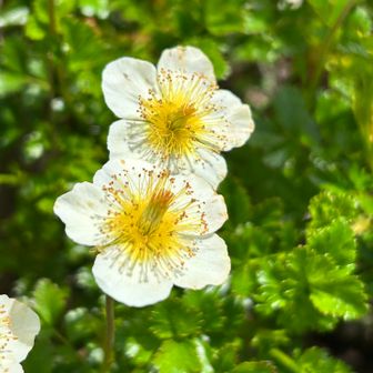 やっぱりお花が沢山あると良いですねー♪
山を歩くと気分も明るくなります。
本当リフレッシュできた１日でした😁
やっぱりお山は良いなぁと感じた１日でした👍