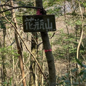 花瓶山山頂、此処までの途中カタクリの群生地がありましたが、花が付いてたのは路端に2〜3輪でした、早いのか？遅いのか？😵