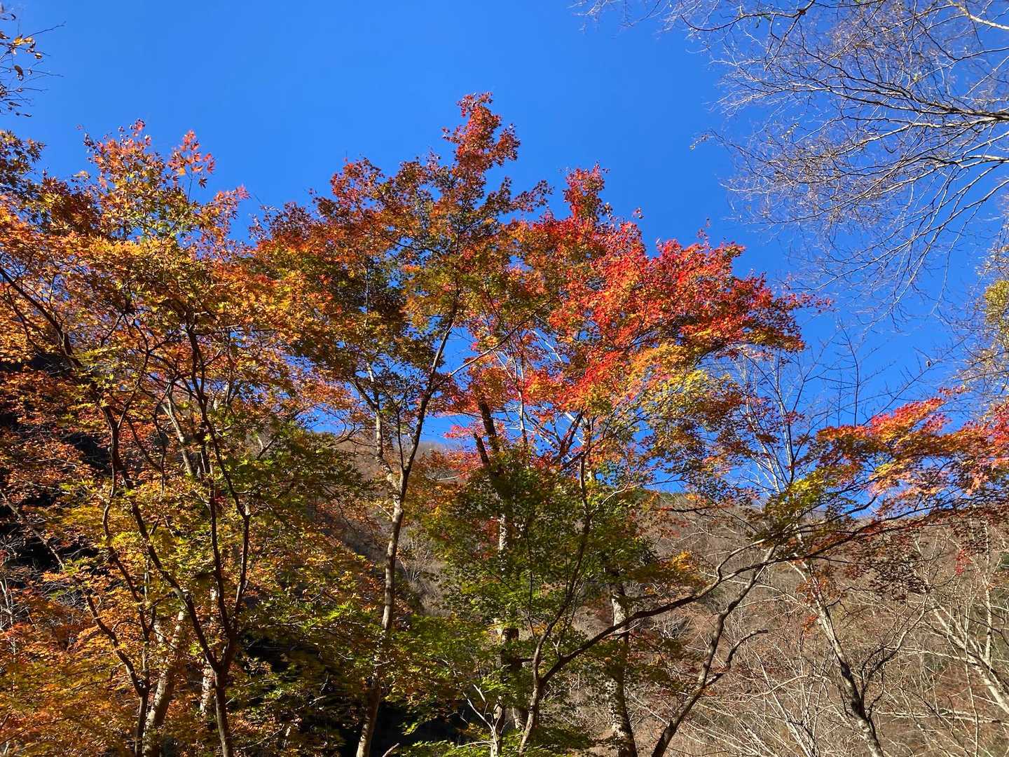 秋堪能で、楽しい山行でした。