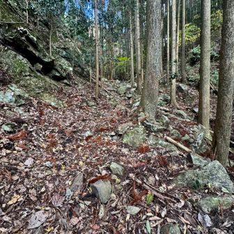 ガレ谷が落ち葉に埋もれ🍂足場不明瞭