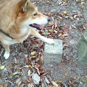 ベニップ🐶 @花を探してあの山へ🌸