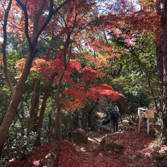 塔尾下のモミジ🍁
39・40枚目と同じ場所なのに向きが違うと違う美しさが❤️